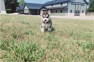 Jenny - Siberian Husky for sale