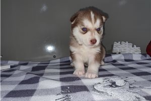 Alik - puppy for sale