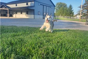 Juke - Siberian Husky for sale