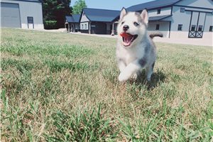 Juke - Siberian Husky for sale