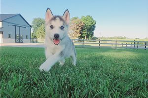 Jolie - Siberian Husky for sale