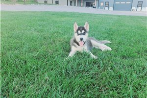 Jenny - Siberian Husky for sale