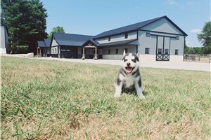 Jetty - Siberian Husky for sale