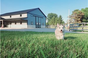 Jelly - Siberian Husky for sale