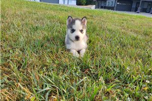Juke - Siberian Husky for sale