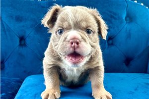 Grizzly - English Bulldog for sale