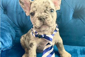 Snoop - French Bulldog for sale
