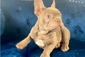 Scrappy - French Bulldog for sale