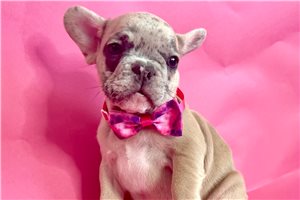Serenity - French Bulldog for sale