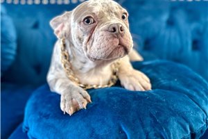Bubba - French Bulldog for sale