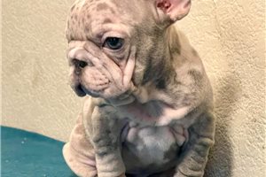 Royalty - French Bulldog for sale