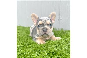Sweetie - puppy for sale