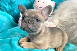 Snoop | Puppies For Sale at Pawrade