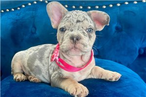 Royal - French Bulldog for sale