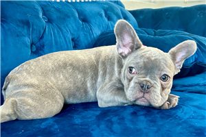 Ariel - French Bulldog for sale