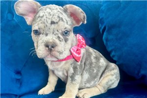 Royal - puppy for sale