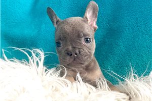 Max | Puppies For Sale at Pawrade