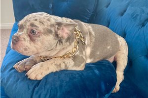 Bubba - puppy for sale