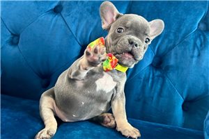 Tiny - French Bulldog for sale
