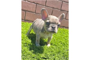 Ice - French Bulldog for sale