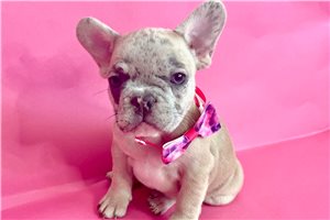Selena - French Bulldog for sale