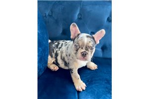 Legacy - puppy for sale
