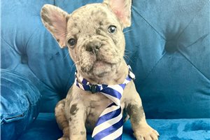 Price - French Bulldog for sale