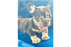 Fetta - puppy for sale