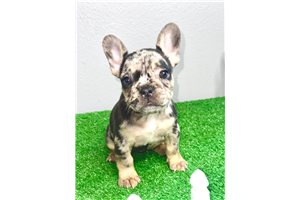Selena - puppy for sale