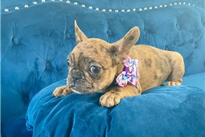 Melody - French Bulldog for sale