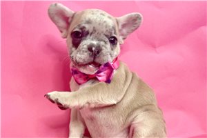 Serenity - French Bulldog for sale