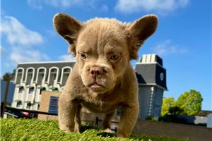 Rambo - puppy for sale