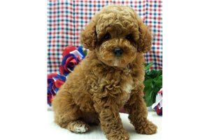 William - Poodle, Miniature for sale