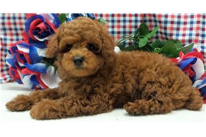 Robert - Poodle, Miniature for sale