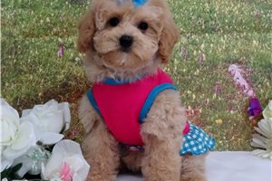 Leila - puppy for sale