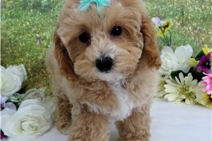 Loni - puppy for sale