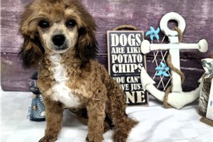 Memphis - Poodle, Toy for sale