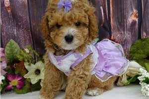 Willa - Poodle, Toy for sale