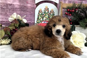 Misty - puppy for sale