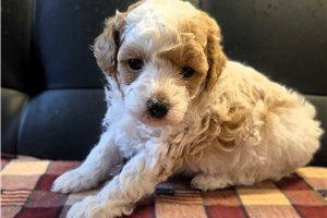 Noelle - puppy for sale