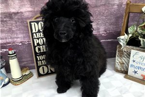 Moby - puppy for sale