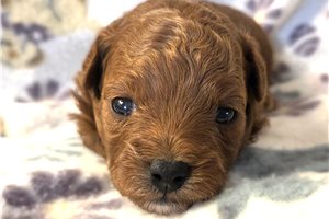 Nala - Poodle, Toy for sale