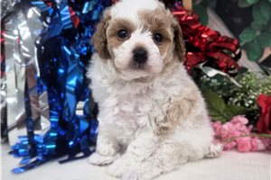 Noelle - Toy Poodle for sale