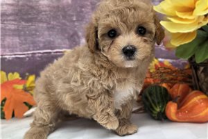 Maria - puppy for sale