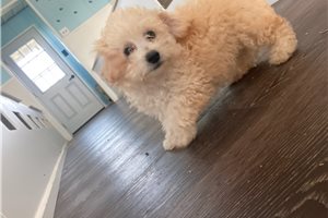 Seth - Bich-Poo - Bichpoo for sale