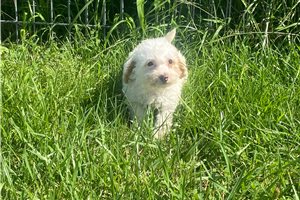 Sophie - puppy for sale