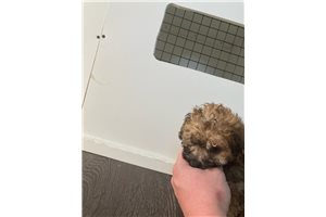 Levi - Bich-Poo - Bichpoo for sale