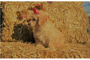 Val - Bich-Poo - Bichpoo for sale