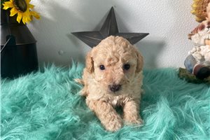 Spence - puppy for sale