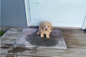 Spade - puppy for sale